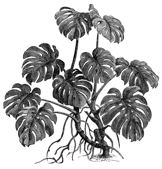 Framed Print : Philodendron (philodendron pertusum) Framed Print : Philodendron (philodendron pertusum)