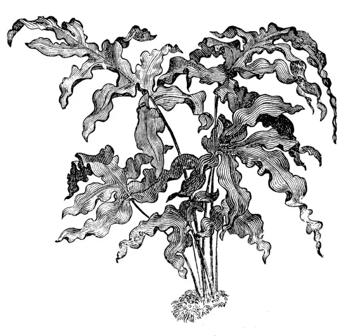 Framed Print : Phlebodium aureum, blue star fern Framed Print : Phlebodium aureum, blue star fern