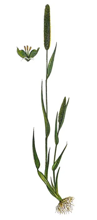 Framed Print : Phleum pratense (Timothy-grass, timothy, meadow cat s-tail or common cats tail ) Framed Print : Phleum pratense (Timothy-grass, timothy, meadow cat s-tail or common cats tail )