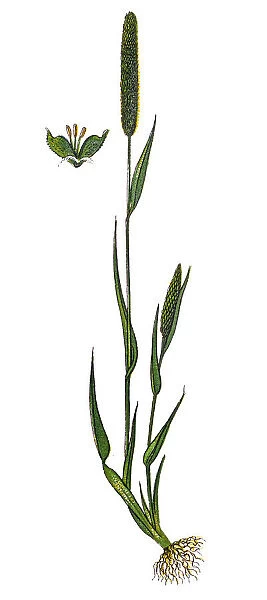 Phleum pratense (Timothy-grass, timothy, meadow cat s-tail or common cats tail )