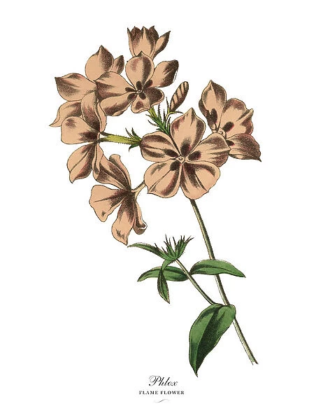 Phlox or Flame Flower Plant, Victorian Botanical Illustration