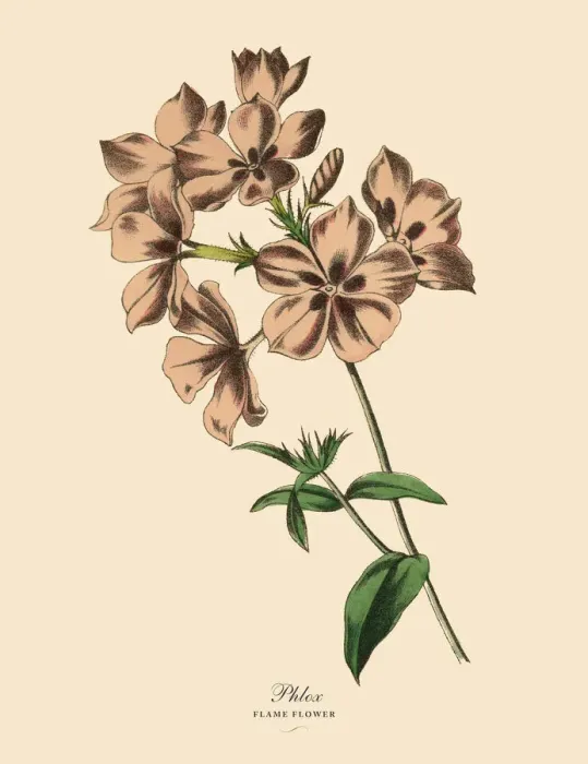 Framed Print : Phlox or Flame Flower Plant, Victorian Botanical Illustration Framed Print : Phlox or Flame Flower Plant, Victorian Botanical Illustration