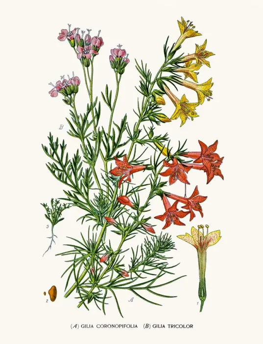 Framed Print : Phlox flower Framed Print : Phlox flower