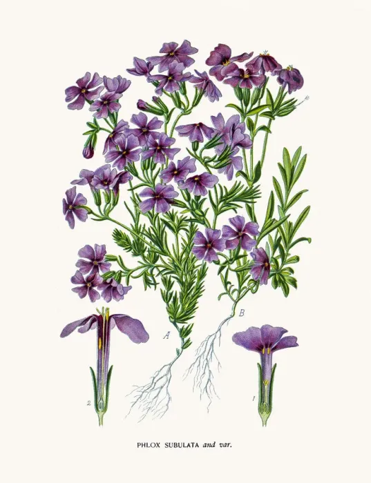 Framed Print : Phlox flower Framed Print : Phlox flower