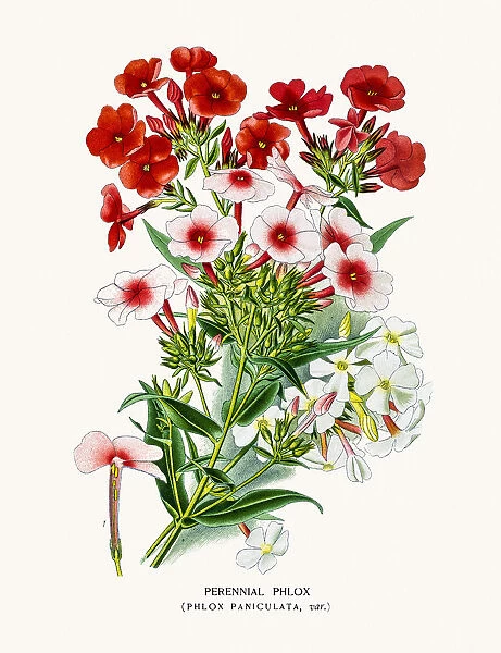 Phlox flower