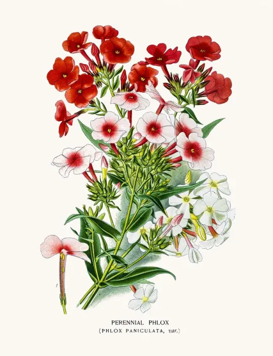 Framed Print : Phlox flower Framed Print : Phlox flower