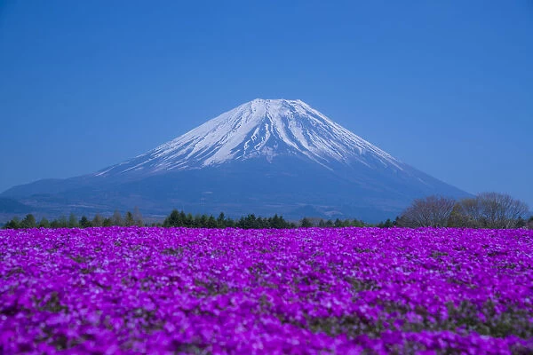 Phlox and Mt. Fuji