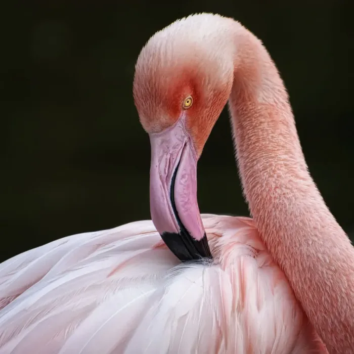Framed Print : Phoenicopterus Framed Print : Phoenicopterus