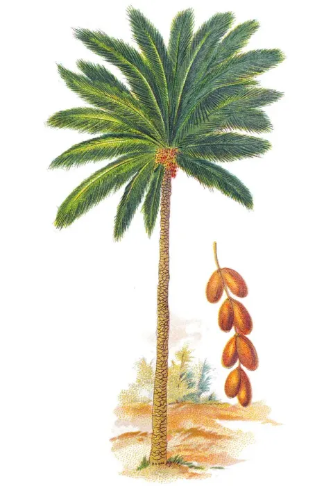 Framed Print : Phoenix dactylifera (date or date palm) Framed Print : Phoenix dactylifera (date or date palm)