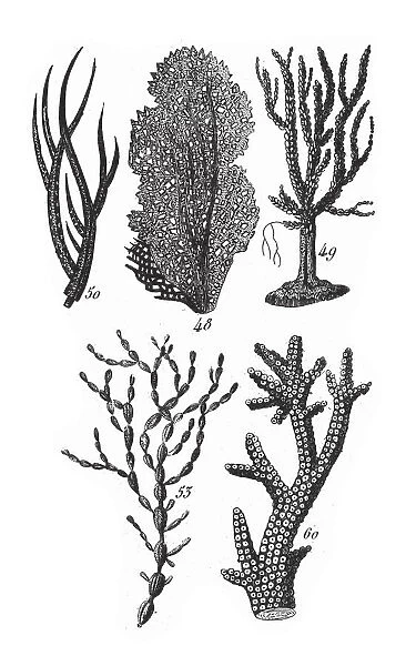 Pholas DactylusGorgonia Cerataphyta, Representatives of the Phyla Porifera, Coelenterata