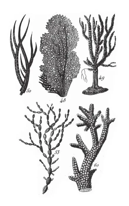 Framed Print : Pholas DactylusGorgonia Cerataphyta, Representatives of the Phyla Porifera, Coelenterata Framed Print : Pholas DactylusGorgonia Cerataphyta, Representatives of the Phyla Porifera, Coelenterata
