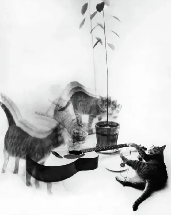 Framed Print : Photo Montage of Cats and Guitar in the 1950's Framed Print : Photo Montage of Cats and Guitar in the 1950's
