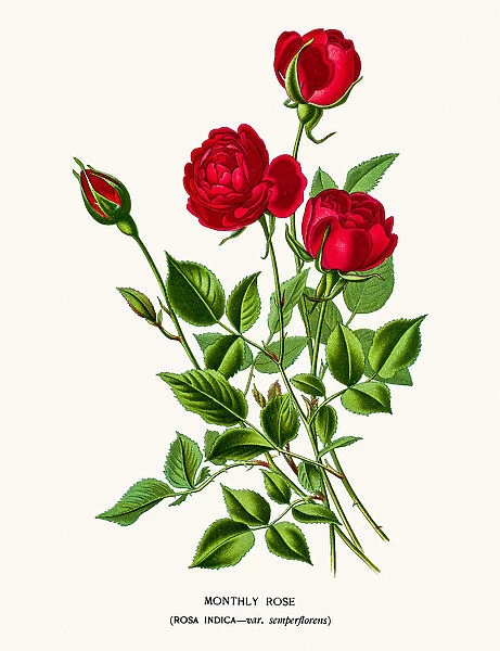 Rose. Photo of an original Fine Lithograph from the Favourite Flowers of