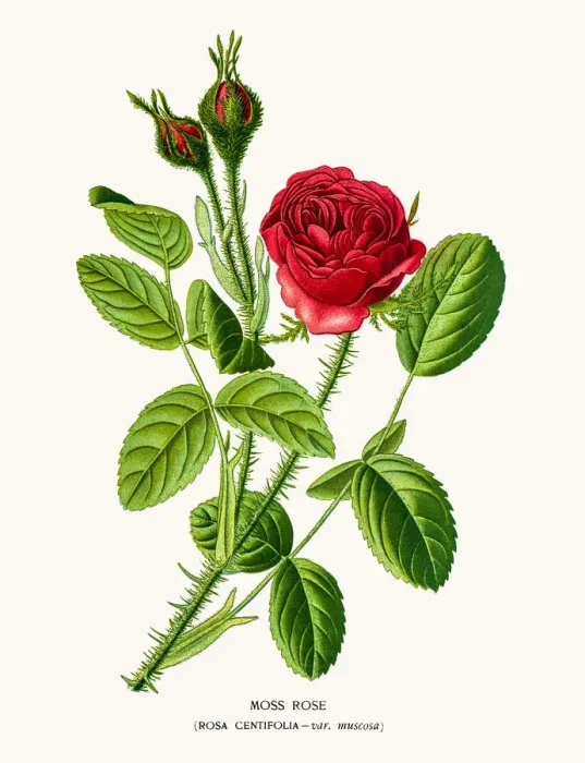 Framed Print : Rose. Photo of an original Fine Lithograph from the Favourite Flowers of Garden Framed Print : Rose. Photo of an original Fine Lithograph from the Favourite Flowers of Garden