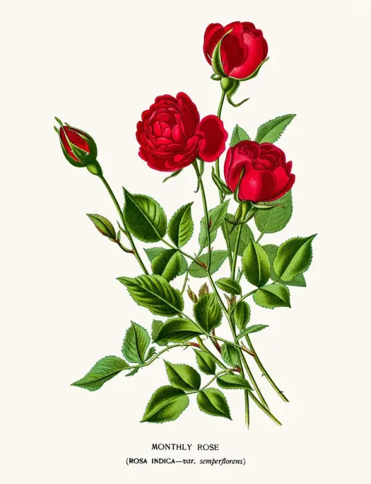 Framed Print : Rose. Photo of an original Fine Lithograph from the Favourite Flowers of Garden
