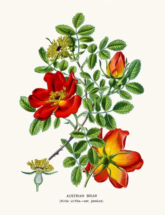 Framed Print : Rose. Photo of an original Fine Lithograph from the Favourite Flowers of Garden Framed Print : Rose. Photo of an original Fine Lithograph from the Favourite Flowers of Garden