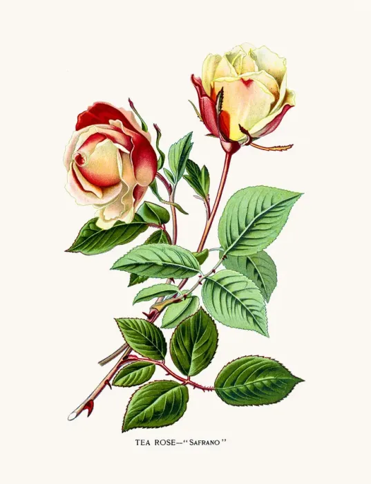 Framed Print : Rose. Photo of an original Fine Lithograph from the Favourite Flowers of Garden Framed Print : Rose. Photo of an original Fine Lithograph from the Favourite Flowers of Garden