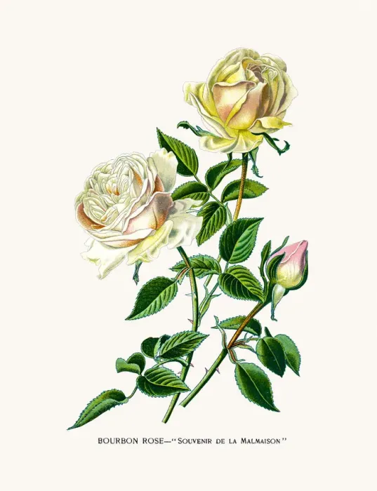 Framed Print : Rose. Photo of an original Fine Lithograph from the Favourite Flowers of Garden