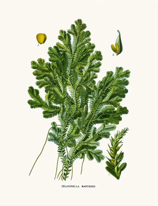 Framed Print : moss. Photo of an original Fine Lithograph from the Favourite Flowers of Garden Framed Print : moss. Photo of an original Fine Lithograph from the Favourite Flowers of Garden