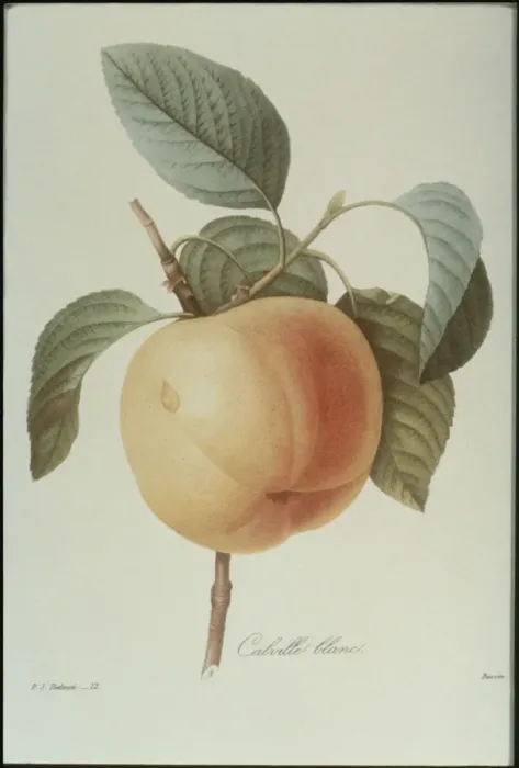 Framed Print : Peach. Photodisc Collection, FD001374