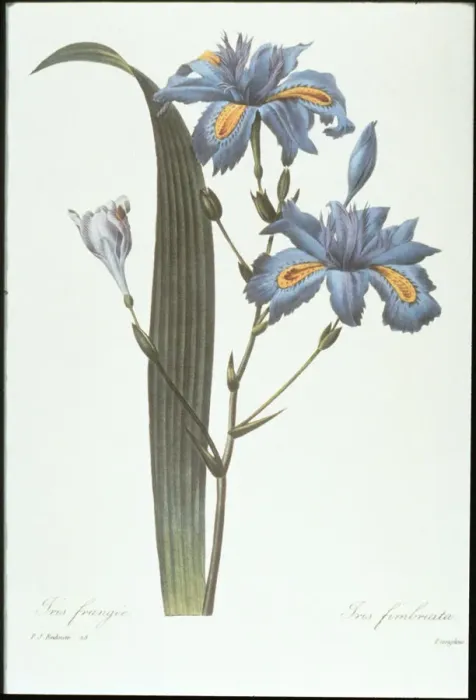 Framed Print : Iris. Photodisc Collection, NA003402 Framed Print : Iris. Photodisc Collection, NA003402