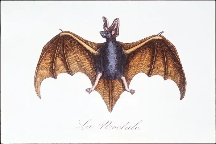 Framed Print : Bat. Photodisc Collection, WL000975