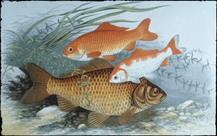 Framed Print : Fish. Photodisc Collection, WL000981