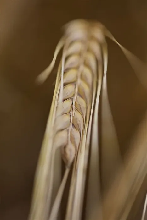 Framed Print : Photograph of Barley Framed Print : Photograph of Barley