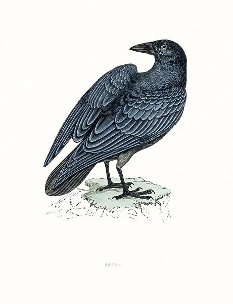 Raven. A photograph of an original hand-colored engraving