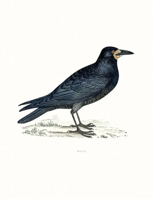 Framed Print : Rook. A photograph of an original hand-colored engraving Framed Print : Rook. A photograph of an original hand-colored engraving