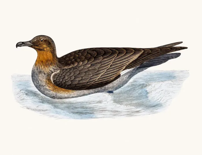 Framed Print : Skua. A photograph of an original hand-colored engraving