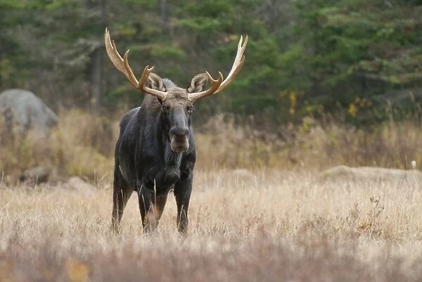 Moose. This is a photograph of a young bull Moose standing in a field in Algonquin Park