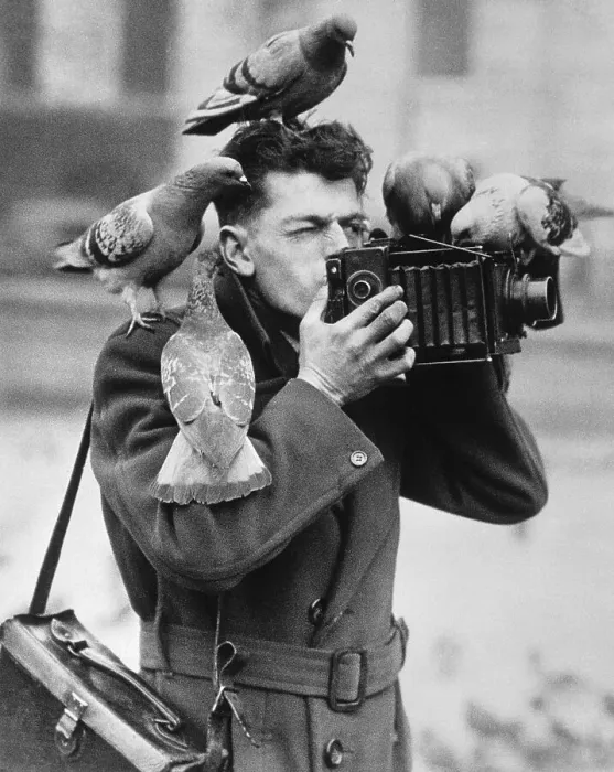 Framed Print : Photographer Acting as Pigeon Perch Framed Print : Photographer Acting as Pigeon Perch