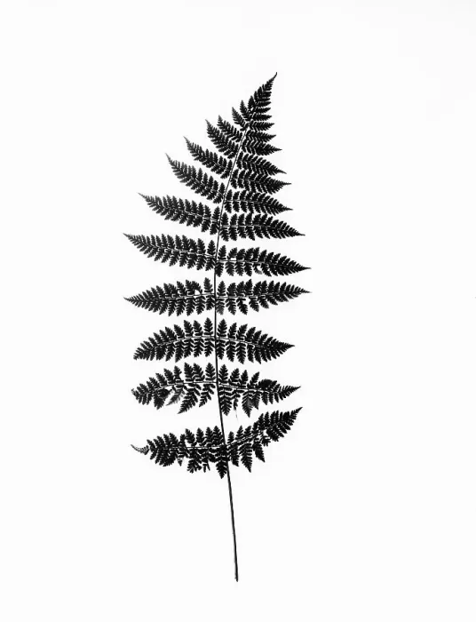 Framed Print : Photographic Study Of Fern Leaves