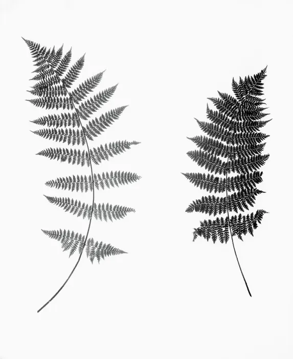 Framed Print : Photographic Study Of Fern Leaves Framed Print : Photographic Study Of Fern Leaves