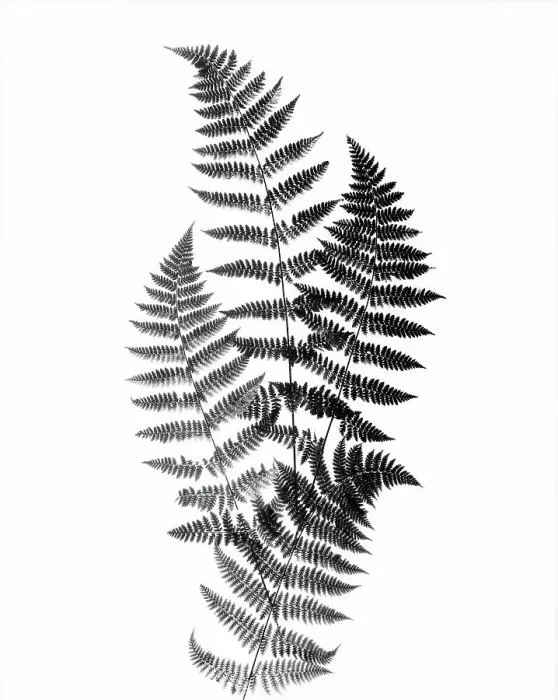 Framed Print : Photographic Study Of Fern Leaves