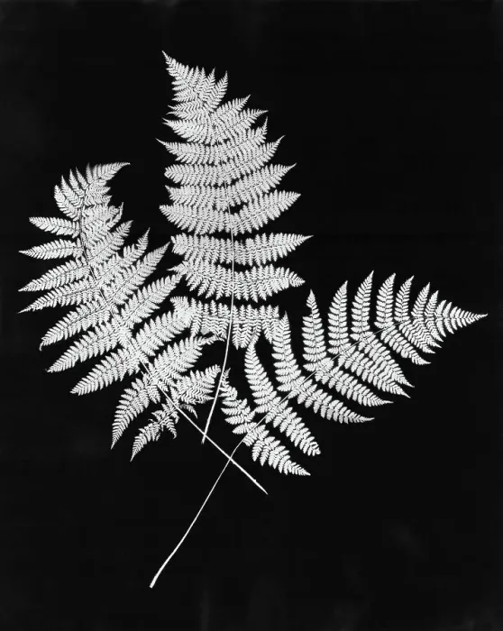Framed Print : Photographic Study Of Fern Leaves Framed Print : Photographic Study Of Fern Leaves
