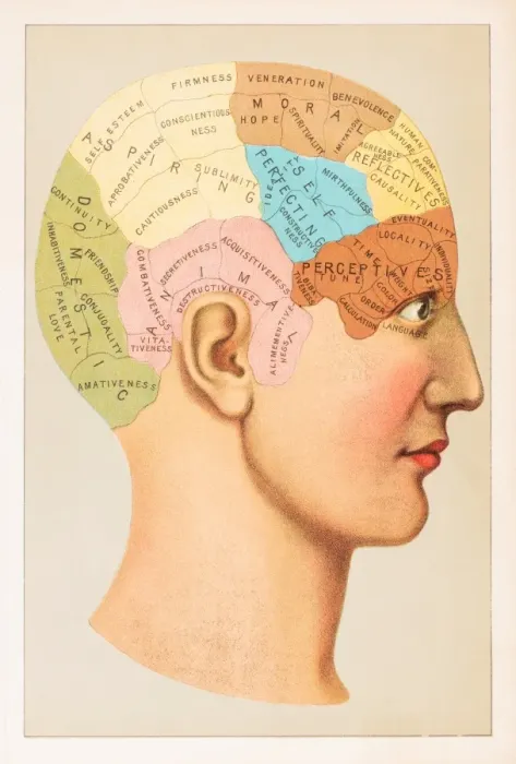 Framed Print : Phrenology Anatomy illustration 1891 Framed Print : Phrenology Anatomy illustration 1891