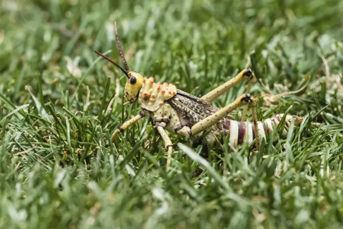 Framed Print : Phymateus Grasshopper -Phymateus morbillosus- in the grass, Namibia