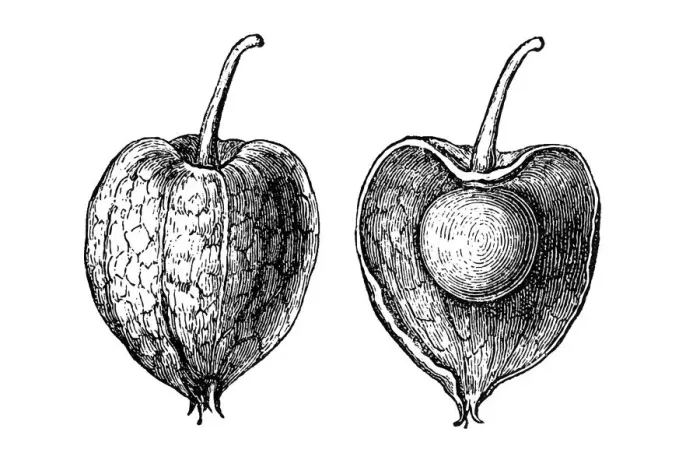 Framed Print : Physalis alkekengi (bladder cherry, Chinese lantern) Framed Print : Physalis alkekengi (bladder cherry, Chinese lantern)