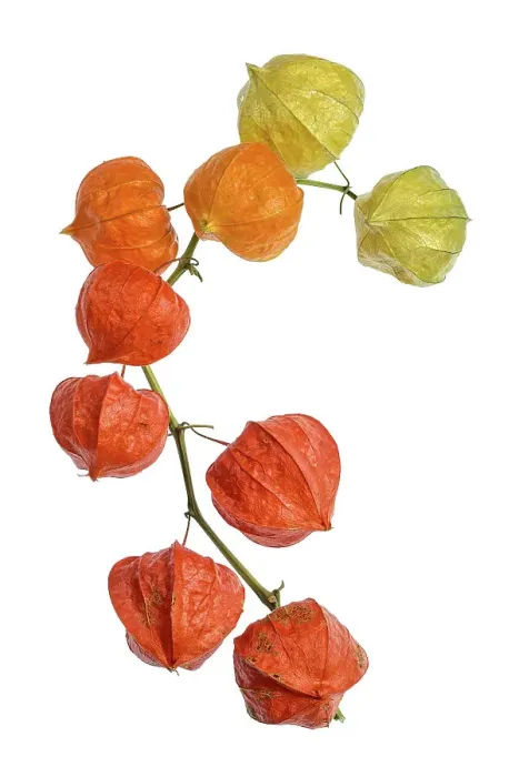 Framed Print : Physalis Franchetii Framed Print : Physalis Franchetii