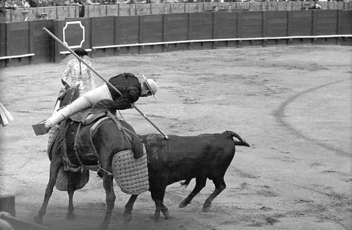 Framed Print : Picador. 29th June 1946: A picador weakens a bull's shoulder muscles during Framed Print : Picador. 29th June 1946: A picador weakens a bull's shoulder muscles during