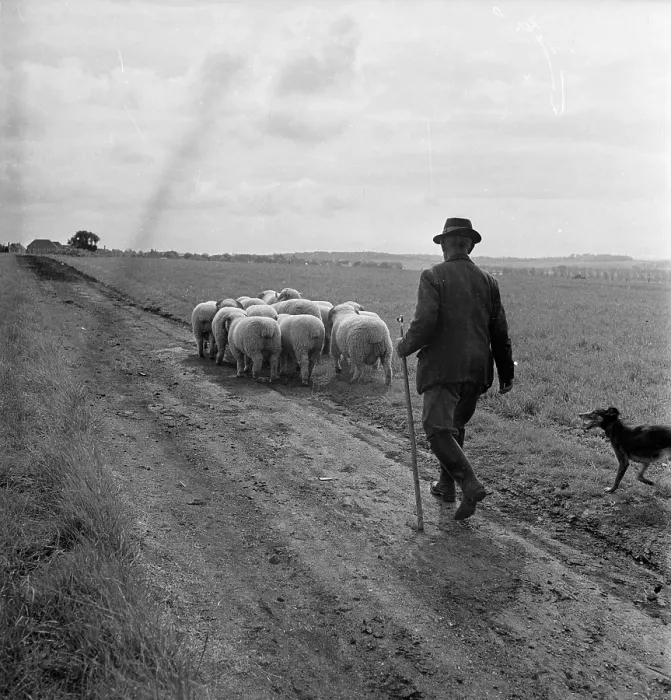 Framed Print : Pick Of The Bunch Framed Print : Pick Of The Bunch