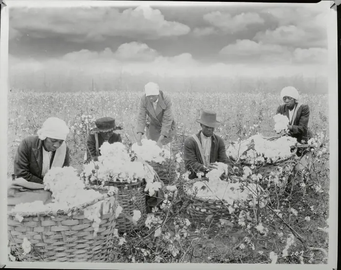 Framed Print : Picking Cotton on the Mississippi Delta
