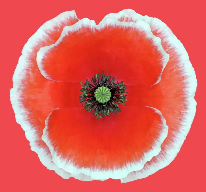 Framed Print : Picotee Poppy Framed Print : Picotee Poppy