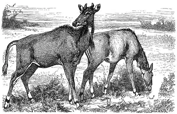 Picta Antelope or Nylgau (Portax pictus)