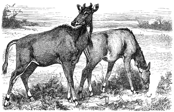 Framed Print : Picta Antelope or Nylgau (Portax pictus) Framed Print : Picta Antelope or Nylgau (Portax pictus)