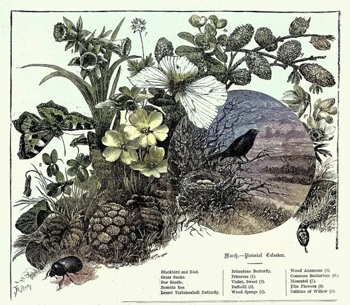 Framed Print : Pictorial wildlife calendar, March, Blackbird, Grass snake, Dor Beetle, Butterfly, Bumble Bee, Vintage Illustration, 1880s. 19th Century Framed Print : Pictorial wildlife calendar, March, Blackbird, Grass snake, Dor Beetle, Butterfly, Bumble Bee, Vintage Illustration, 1880s. 19th Century