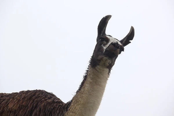 This a picture of a llama in the Machu Picchu ruins