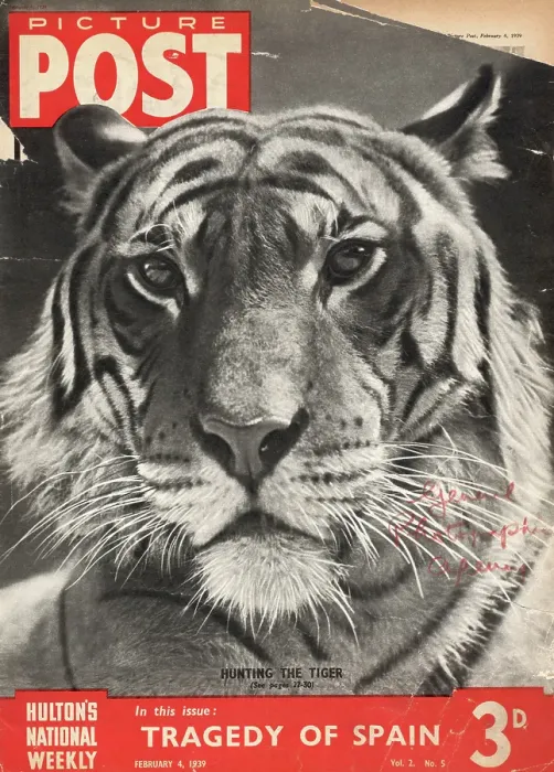 Framed Print : Picture Post Tiger